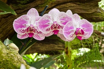 Multicolored Phalaenopsis Orchid