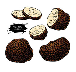 Truffle mushroom hand drawn vector illustration set. Sketch food drawing