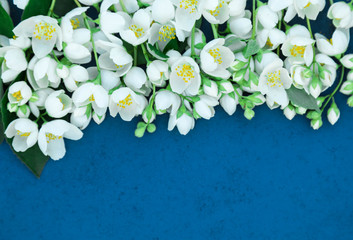 Spring flowers of a jasmine with green leaves on a blue background with the place for an inscription