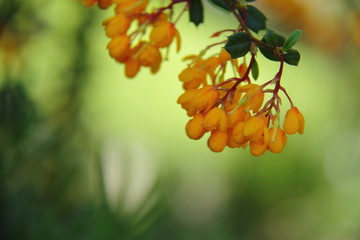 barberry flowers blooming 