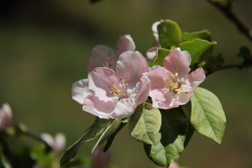 apple tree blooming, spring tree flowers 