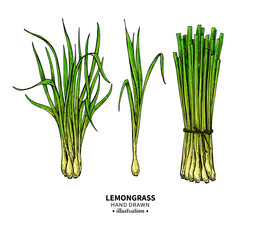 Lemongrass vector drawing set. Isolated illustration of leaves. Organic essential oil sketch.