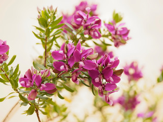 Obraz premium Mauve flowers of the small tree Myrtle-leaf milkwort 'Polygala myrtifolia'