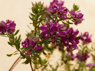 Mauve flowers of the small tree Myrtle-leaf milkwort 'Polygala myrtifolia'