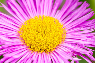 Fototapeta premium Mexican fleabane or Erigeron karvinskianus in flower. Pink with yellow heart in the daisy family (Asteraceae)