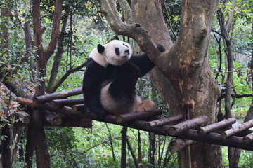 Fototapeta premium Panada in Chengdu Research Base of Giant Panda Breeding, Chengdu, China