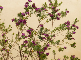 Polygala myrtifolia - Myrtle-leaf milkwort ornamental plant in Europe