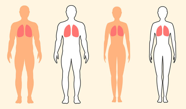 Male and female silhouette with designation of the lungs. Vector illustration.