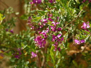 Mauve flowers of the small tree Myrtle-leaf milkwort 'Polygala myrtifolia'
