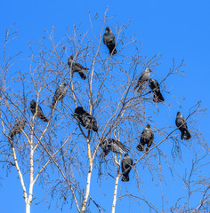 A flock of crows sits on a tree against the sky.