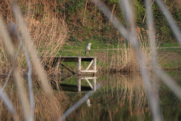 heron