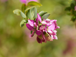 Polygala myrtifolia - Myrtle-leaf milkwort ornamental plant in Europe