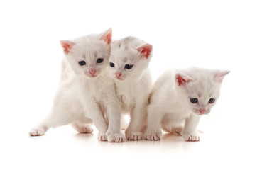 Fototapeta na wymiar Three white cats.
