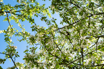apple orchard in bloom in spring under the sun and blue sky