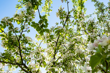 apple orchard in bloom in spring under the sun and blue sky