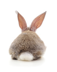 One rabbit back.