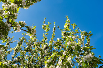 apple orchard in bloom in spring under the sun and blue sky