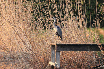 heron7