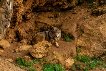 an Iberian wolf in semi-liberty looking ahead in a spot of dirt and green grass
