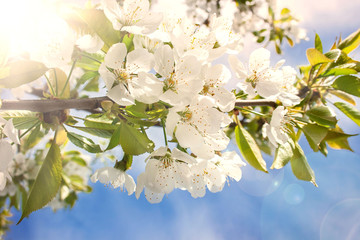 Białe kwiaty czereśni na tle błękitnego nieba rozświetlone promieniami słońca