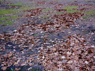Fallen Autumn Leaves in a Field - Wind blown fallen leaves in a park or on a grass lawn in fall.