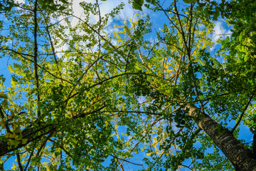 Summer sky filters through the boughs and green foliage of Ginkgo trees in the Terra Nostra Garden Sao Miguel Island, Azores, Portugal