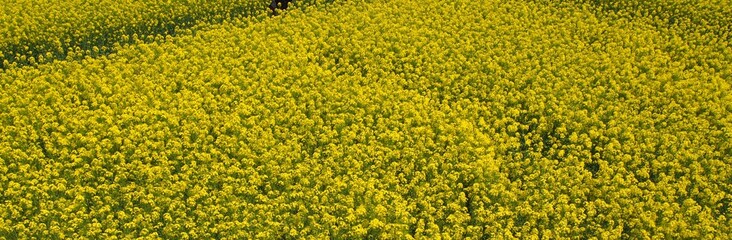 青森　菜の花畑