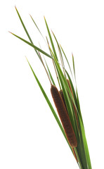 Reeds with bulrush.