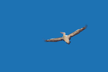 Pelican flies with spread wings in the blue sky