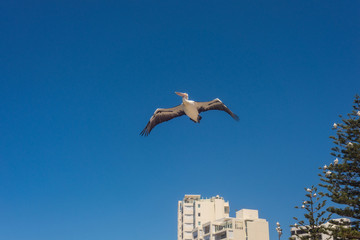 Pelican flies with spread wings in the blue sky