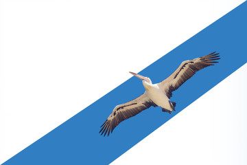 Pelican flies with spread wings in the blue sky