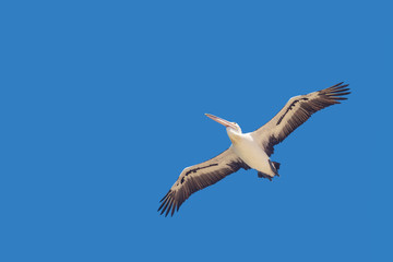 Pelican flies with spread wings in the blue sky