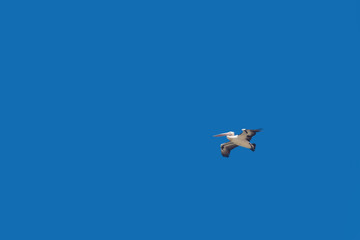 Pelican flies with spread wings in the blue sky