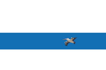 Pelican flies with spread wings in the blue sky