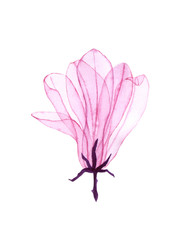 Fototapeta na wymiar Watercolor magnolia. Transparent flower. Hand painted magnolia perfect for card making and label. Illustration