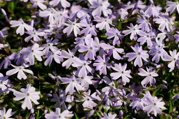View of little lilac flowers in the spring garden