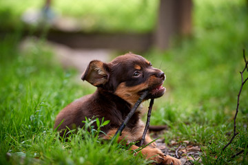 a small, cute little dog playing on the grass