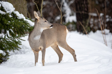 Wild roe deer in winter nature. Capreolus capreolus.