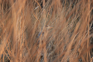 Obraz premium heron3