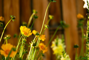 Coreopsis Buds and Blooms
