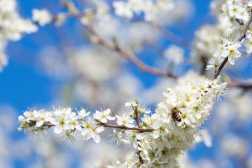 Honey bee collecting pollen from flowers. Spring nature. Bee collects nectar from the white flowers.