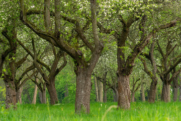 Fototapeta premium Cherry orchard. Tree trunk cherry in a row. Cherry trees alley.