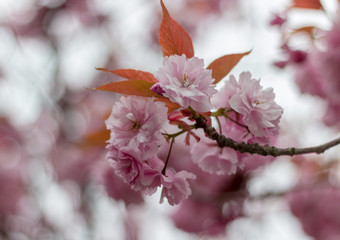 Close-up Pink Blossom