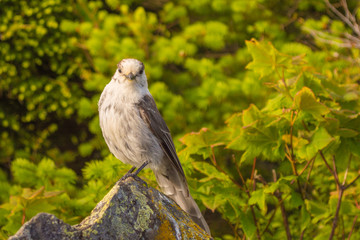 Canada Jay (Perisoreus canadensis) bird perched on rock in forest looking straight at you
