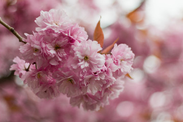 Close-up Pink Blossom