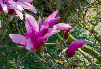 Pink Magnolia "Betty"