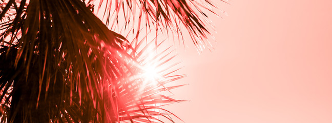Branches of palm tree toned in living coral