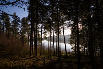 Through Langsett Woods