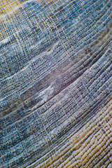 Fototapeta premium Shell texture background