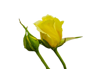 Yellow rose buds unblown on white background